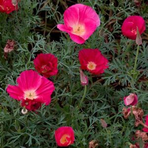 Эшшольция "Малиновый король" 0,2г 7350133