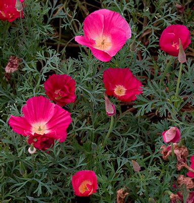 Эшшольция "Малиновый король" 0,2г 7350133