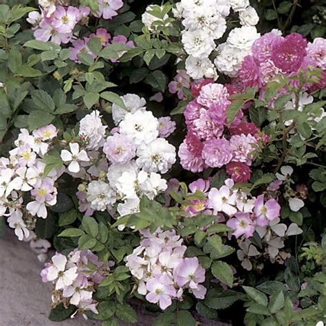 Роза "Крылья Ангелов" 10шт. 7635021