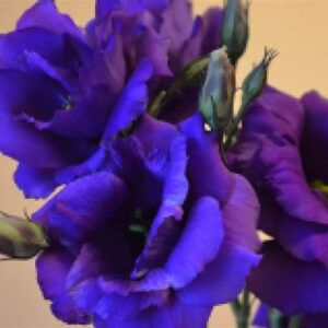 Эустома "ЭХО БЛЮ" F1 5шт. драже 5434801