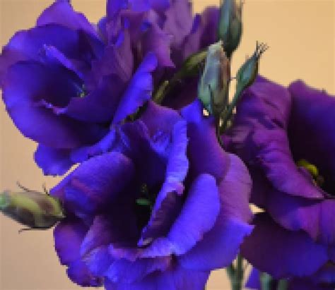 Эустома "ЭХО БЛЮ" F1 5шт. драже 5434801